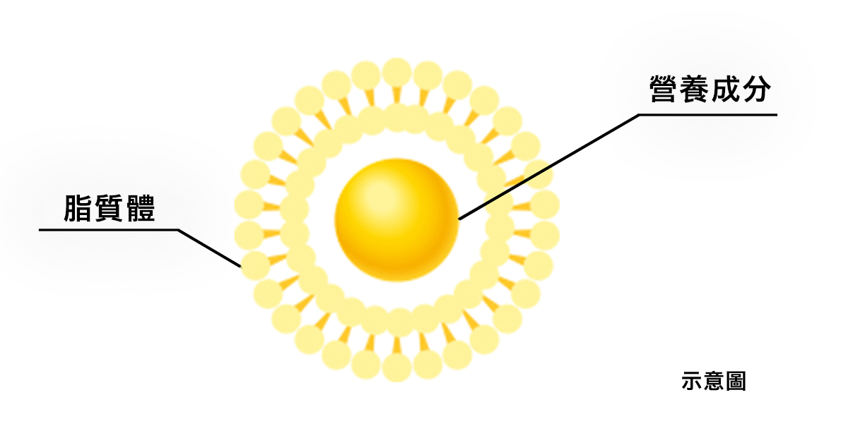 何謂脂質體化技術？