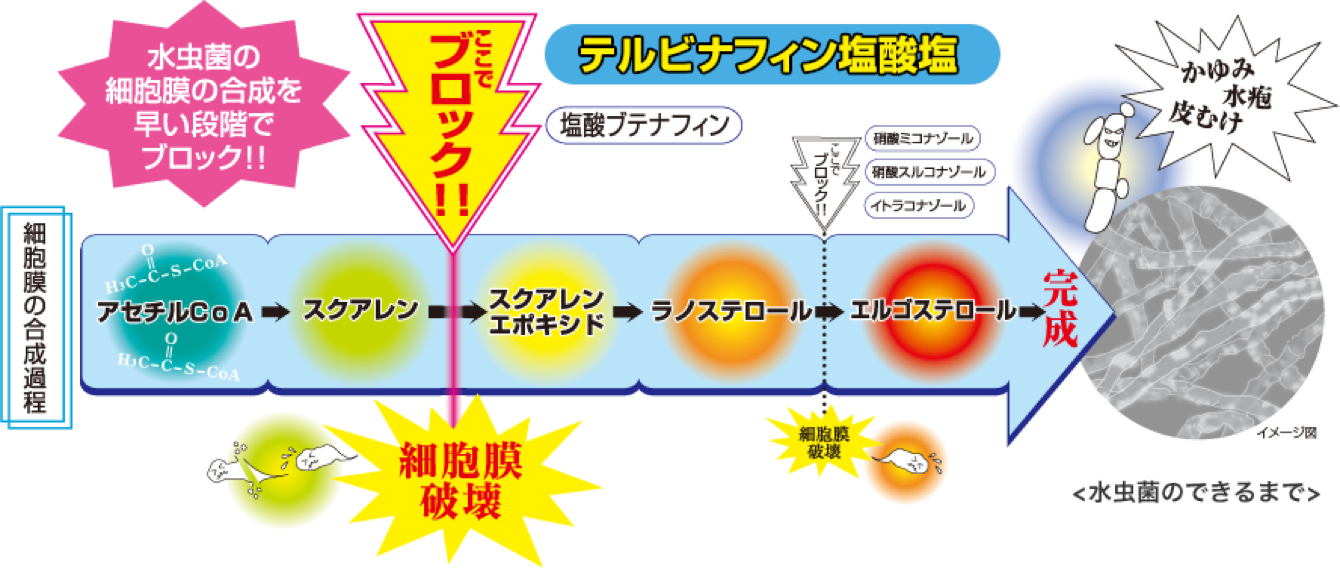 エクシブの効く理由