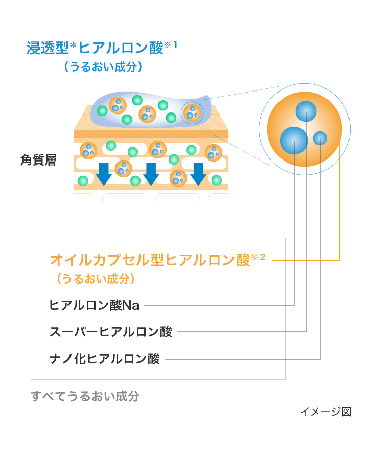 イメージ図：浸透＊型ヒアルロン酸※１（うるおい成分）、角質層［すべてうるおい成分：オイルカプセル型ヒアルロン酸※２、スーパーヒアルロン酸、ナノ化ヒアルロン酸、ヒアルロン酸Na、すべてうるおい成分］
