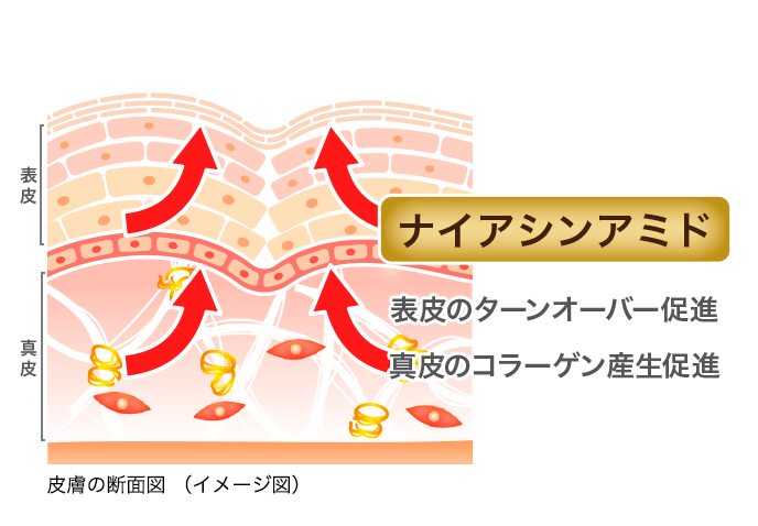 皮膚の断面図（イメージ図）: 【ナイアシンアミド】表皮のターンオーバー促進・真皮のコラーゲン産生促進