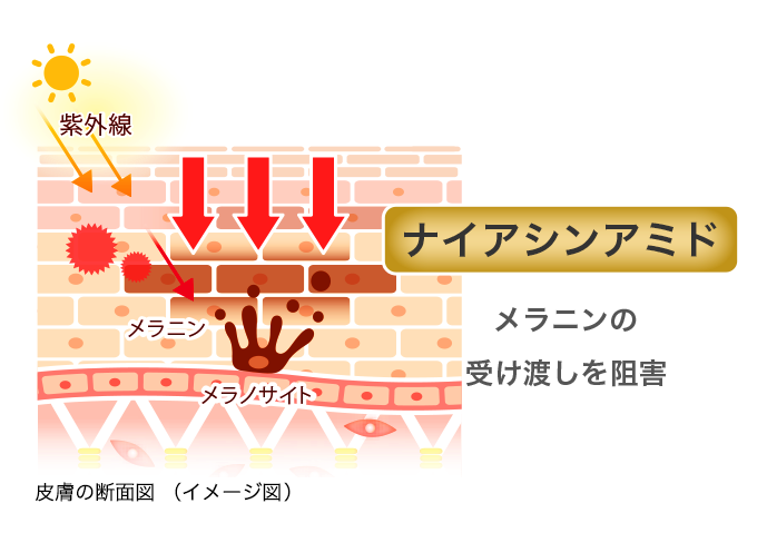 皮膚の断面図（イメージ図）: 【ナイアシンアミド】メラニンの受け渡しを阻害