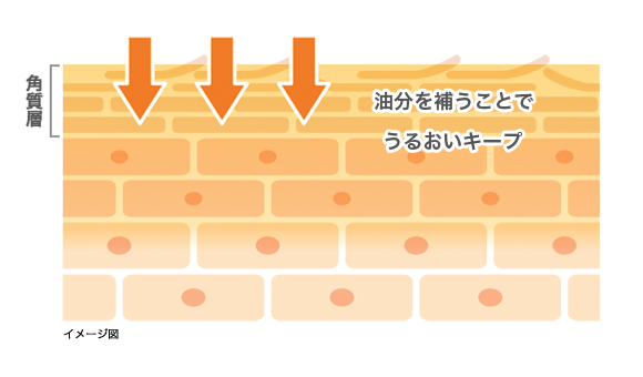 イメージ図: 油分を補うことでうるおいキープ
