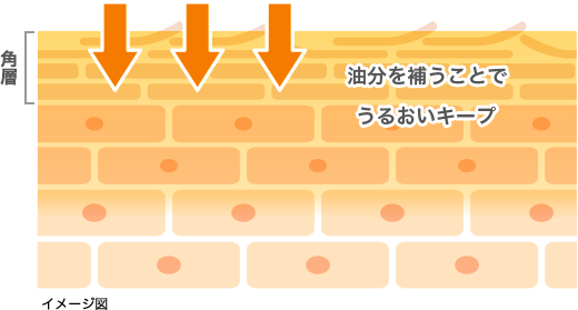 イメージ図: 油分を補うことでうるおいキープ