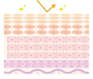 肌のイメージ図