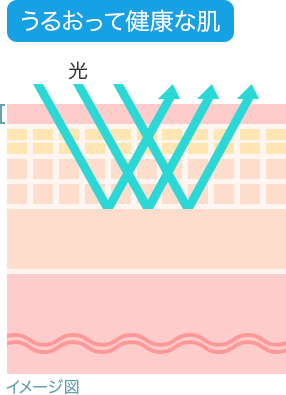 イメージ図：うるおって健康な肌 光