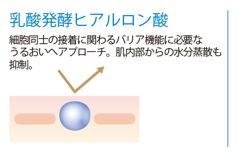 2020年 乳酸発酵ヒアルロン酸
