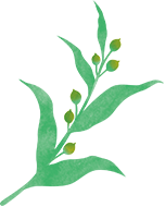 ハトムギエキス