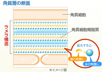 角質層の断面図