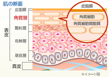 「ラメラ構造」図2