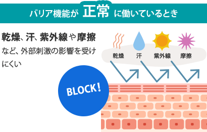 バリア機能が正常に働いているとき：乾燥、汗、紫外線や摩擦など、外部刺激の影響を受けにくい