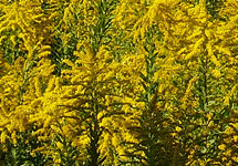 潛伏在兒童身邊的秋季花粉症過敏原