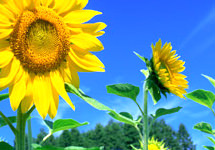 紫外線對眼睛的傷害從小就會積累