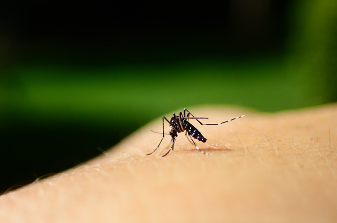 虫刺されの仕組み