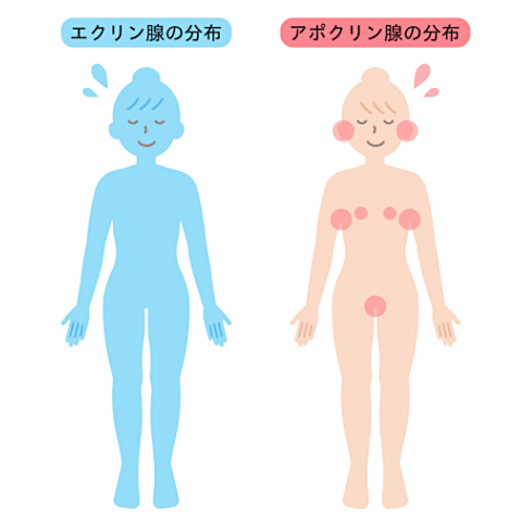 耳垢の乾湿の差は汗腺が深く関係する