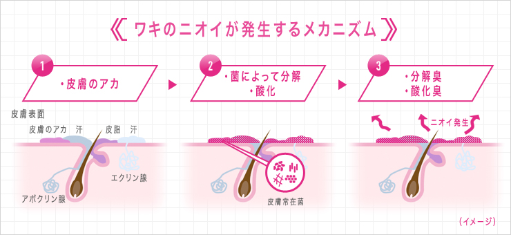 ワキのニオイの原因