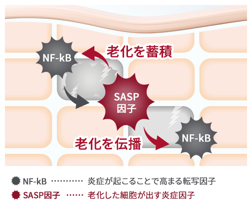 老化を蓄積　老化を伝播
