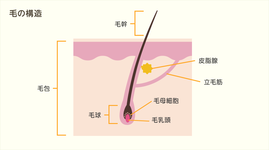 毛の構造