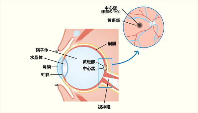 目の仕組み（黄斑について）