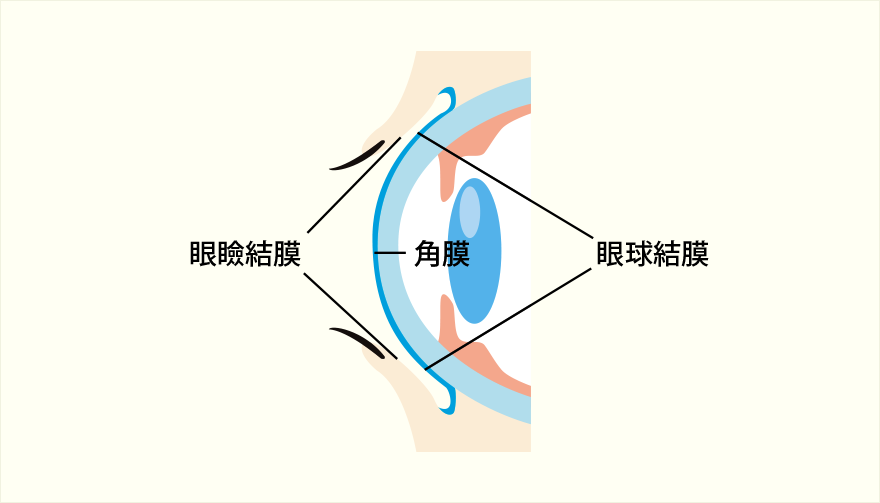 結膜：まぶたの裏から白目までの全体