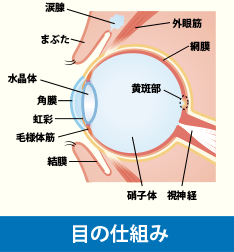 目の仕組み