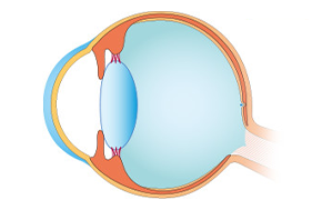 目の機能は加齢とともに低下する