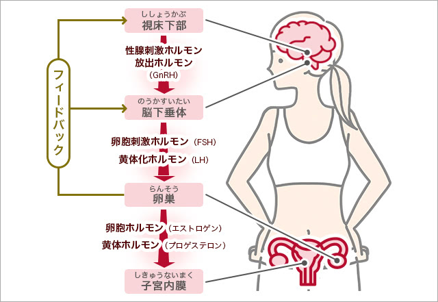 ホルモンと排卵の関係性