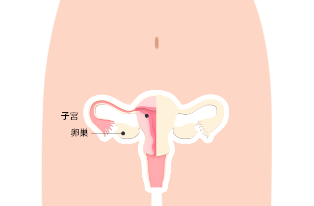 子宮・卵巣のイラスト