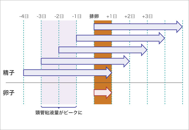 性交タイミングを知るためのグラフ