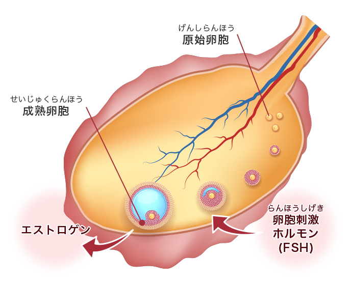 図：卵が育つ