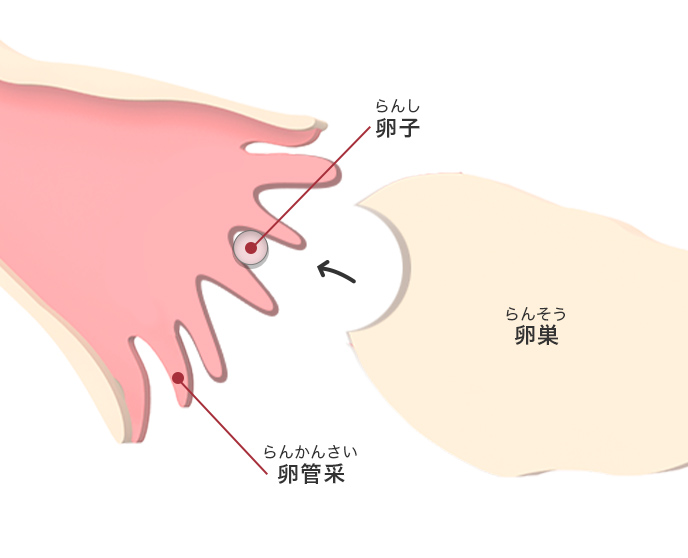 図：卵管采でキャッチされる部分