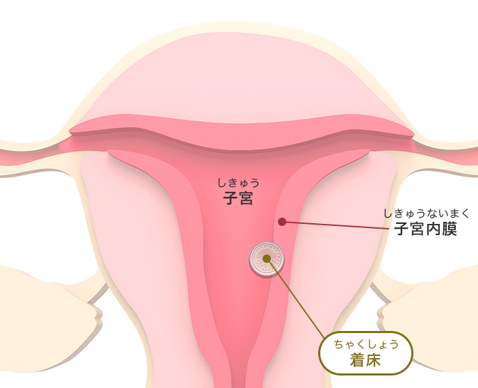 図：受精卵が着床する