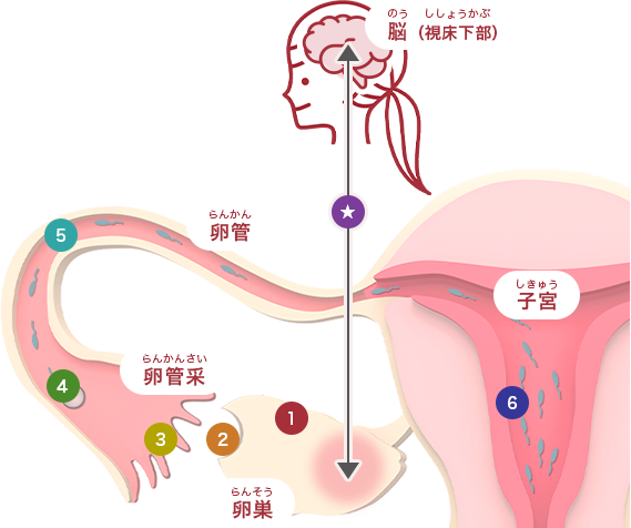 妊娠までのステップ