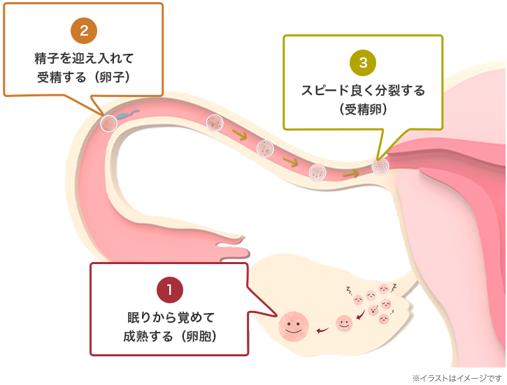 １．眠りから覚めて成熟する（卵胞） ２．精子を迎え入れて受精する（卵子） ３．スピード良く分裂する（受精卵）