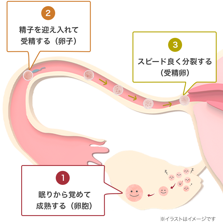 １．眠りから覚めて成熟する（卵胞） ２．精子を迎え入れて受精する（卵子） ３．スピード良く分裂する（受精卵）