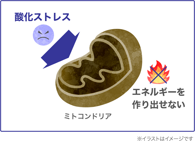 酸化ストレスの影響で、ミトコンドリアがエネルギーをうまく作り出せない状態に