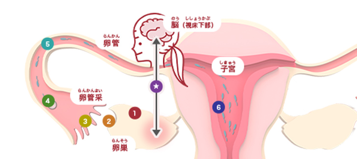 知っておきたい！妊娠のしくみ