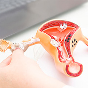 卵子は毎日減っている!?意外と知らない卵巣のはたらき