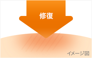 図：皮ふを修復する成分配合。修復