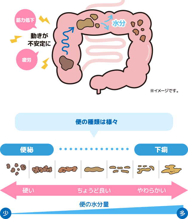 便秘（コロコロ便）になるメカニズム