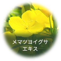 メマツヨイグサエキス