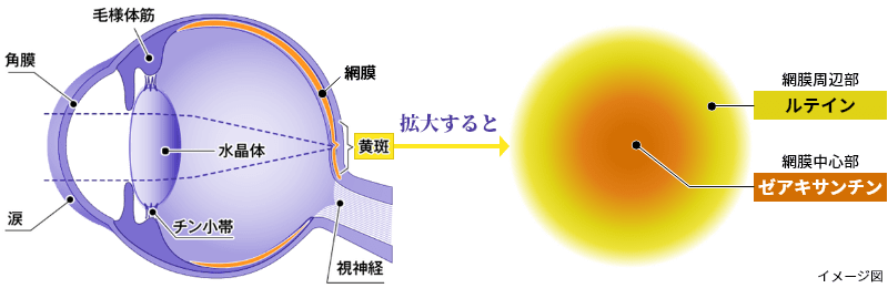 黄斑のはたらき