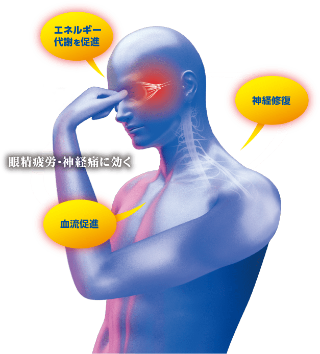 眼精疲労・神経痛に効く　（エネルギー代謝を促進）（神経修復）（血流促進）