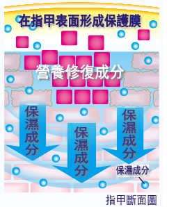 Rich Nail营养成分渗透指甲