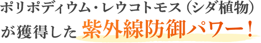 ポリポディウム・レウコトモス（シダ植物）が獲得した 紫外線防御パワー！