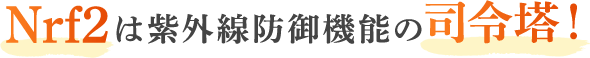 Nrf2は紫外線防御機能の司令塔！