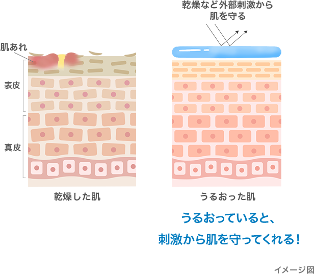 乾燥した肌と潤った肌の図：うるおっていると、刺激から肌を守ってくれる！