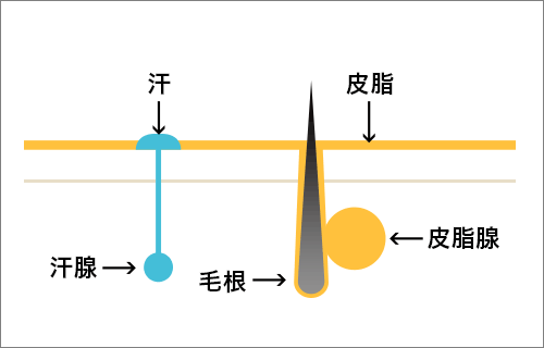 皮膚イラスト：皮脂腺から毛根をつたって皮脂が肌に出てくる様子